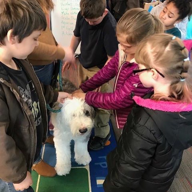 Sherlock had his first school visit to promote his book, &ldquo;Sherlock and the Baskerville Beast&rdquo;. The kids loved his story and he got lots of nice pets. 
#dogbook #bookdog #oldenglishsheepdog #oes #schoolvisit #sherlock #houndofthebaskervill