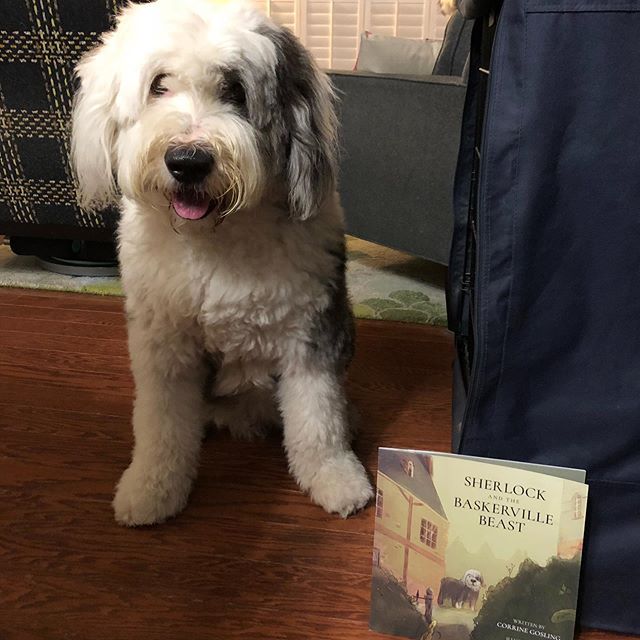 For Sherlock&rsquo;s 7th birthday, he would like you all to purchase a copy of his book! Head over to corrinegosling.com to make all his birthday wishes come true!! #sherlock #sherlockdog #houndofthebaskervilles #sherlocked #sherlockfandom #sherlockb