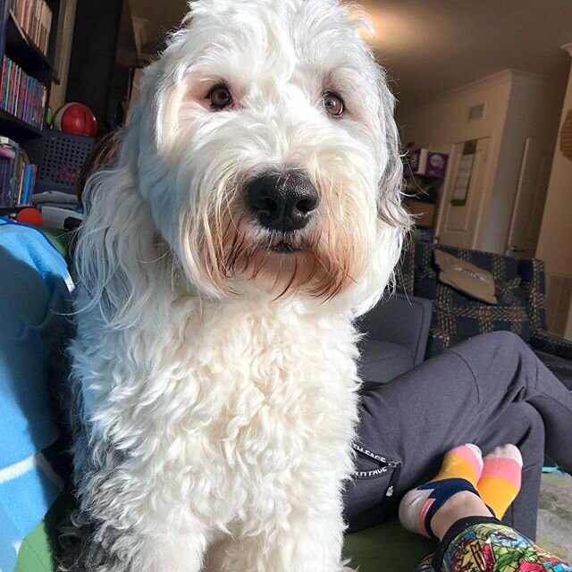 This beautiful girl turns 5 today!! Happy Birthday Adler!! #oesofinstagram #sherlock #ireneadler #oldenglishsheepdogsofinsta #oldenglishsheepdogsofinstagram #oldenglishsheepdog #dogstagram #dogsofinstagram #birthdaygirl #birthdaypup