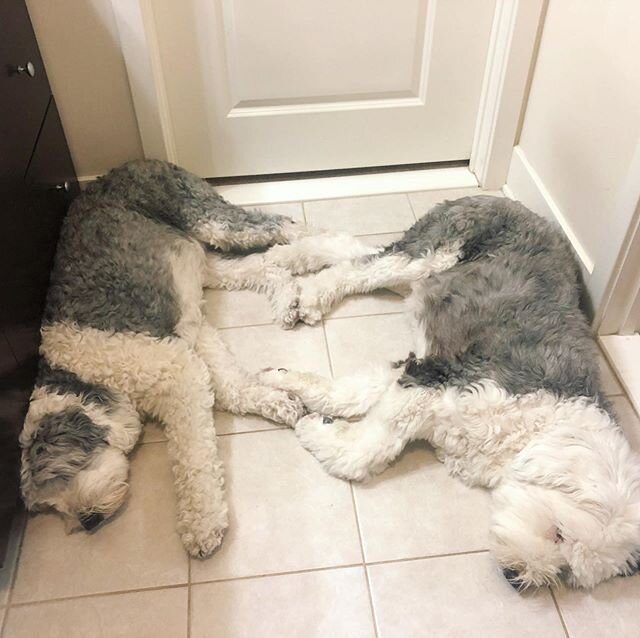 Simultaneous sleep 
#Dog 
#DogsOfInstagram 
#Puppy
#Dogs 
#Pet 
#InstaDog 
#Dogstagram 
#Petstagram 
#DogLover
#DogOfTheDay
