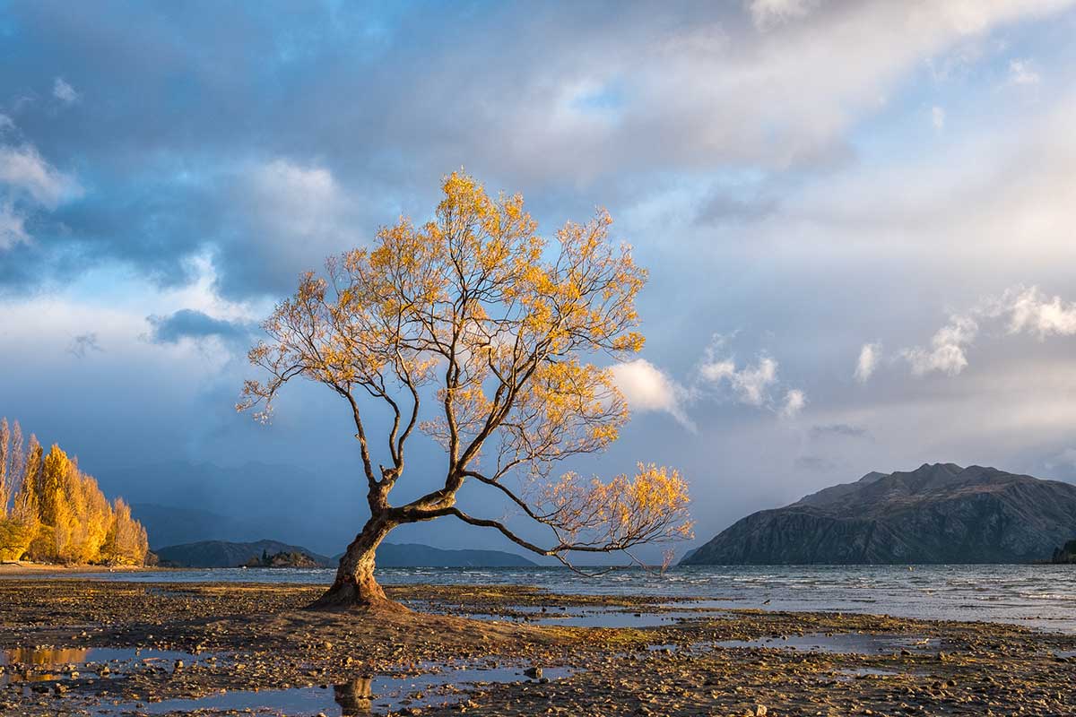 The Lone Tree, Wanaka