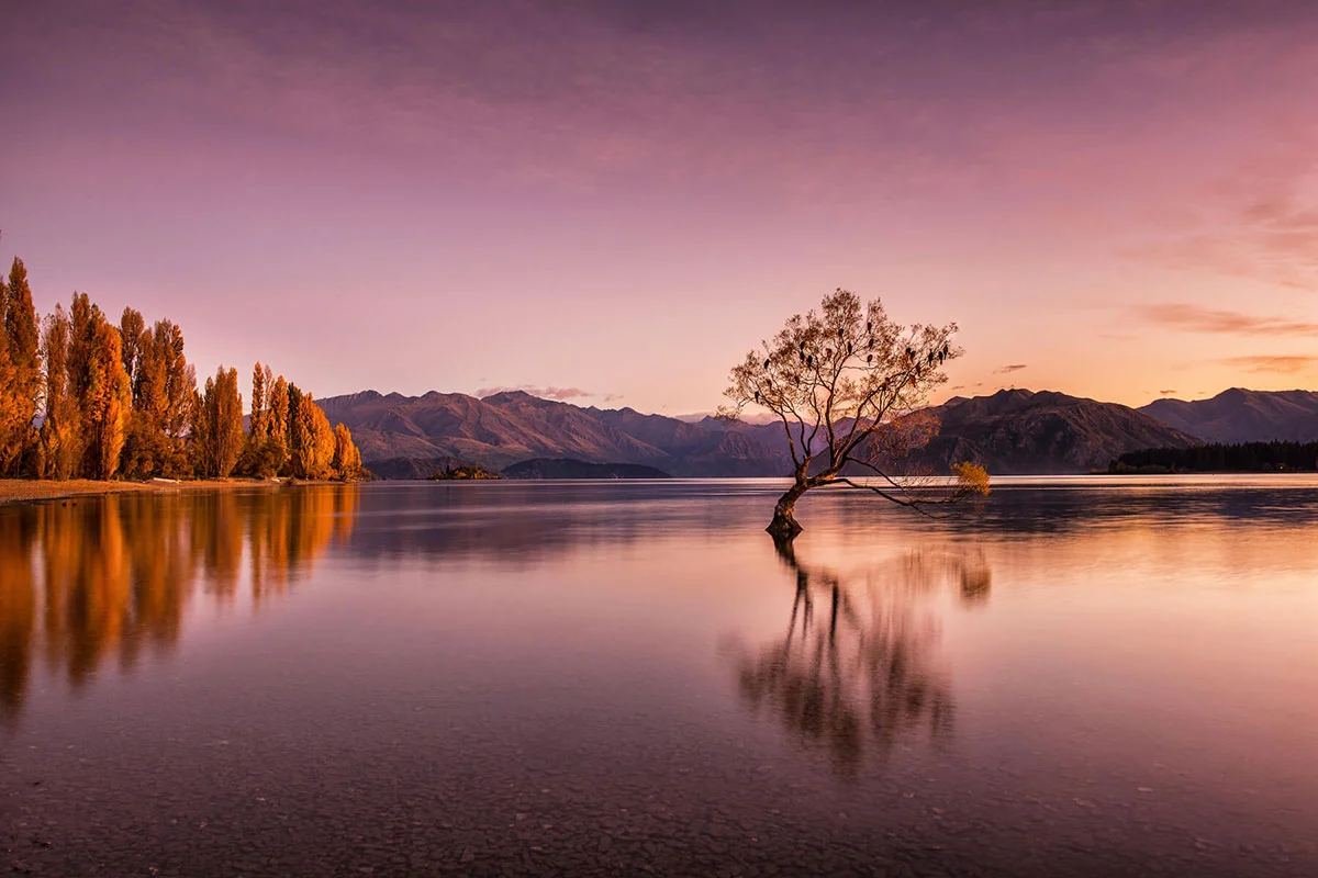 The Lone Willow, Autumn Twilight