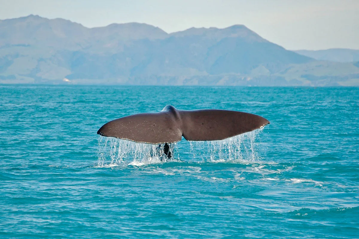 Whale Watch, Kaikoura