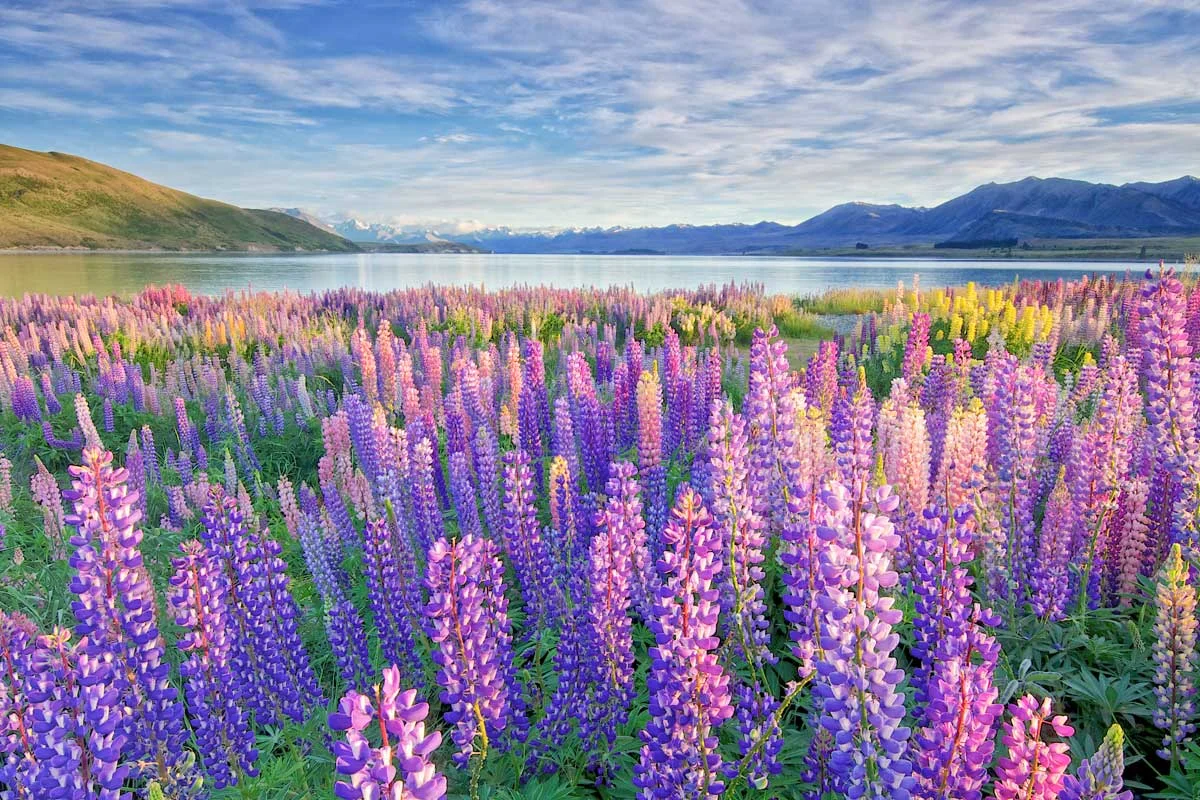 Tekapo Lupins at Dawn