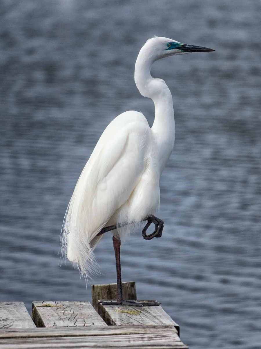 Kotuku - the rare White Heron