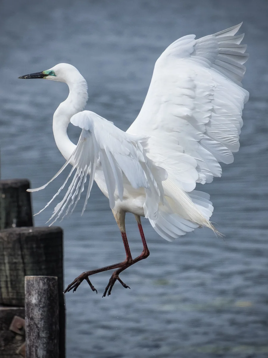 Kotuku Landing