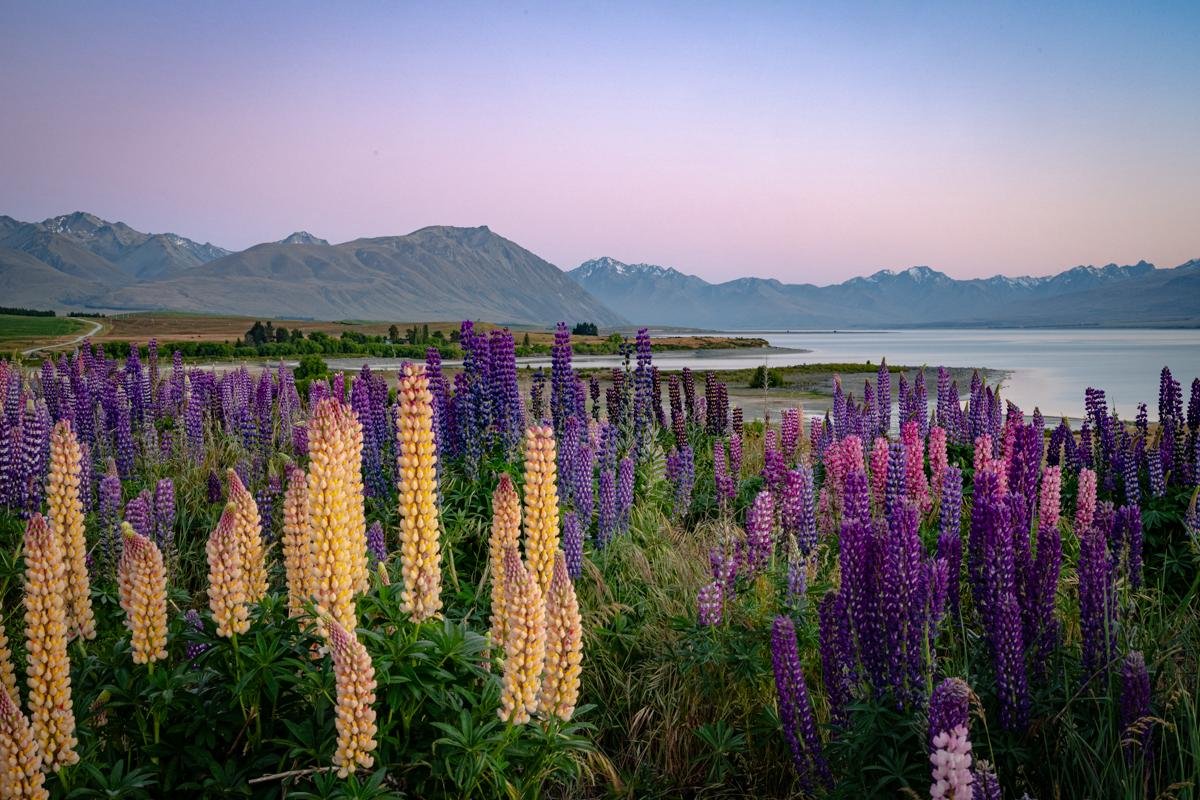 Lupins at Lake Tekapo