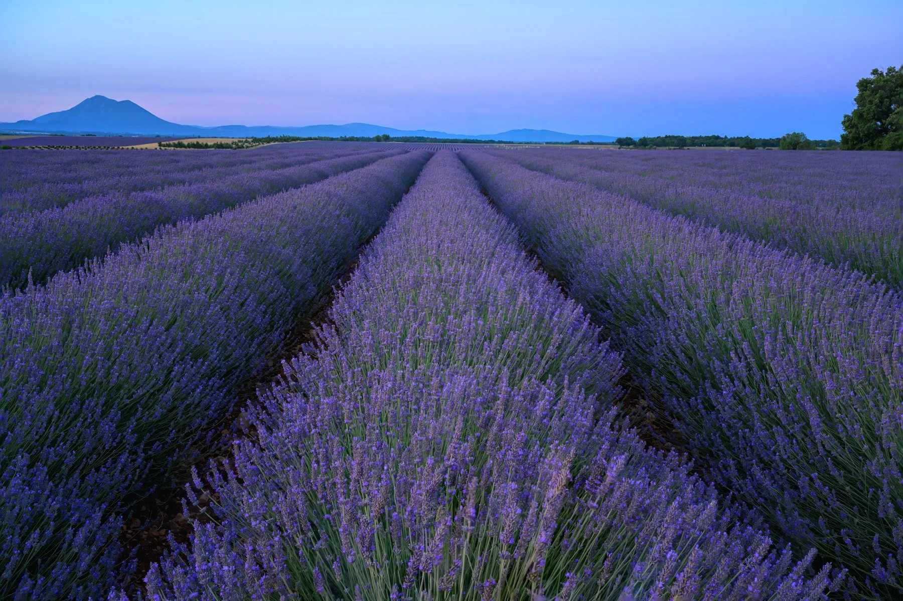 Provençal Lavender, France 