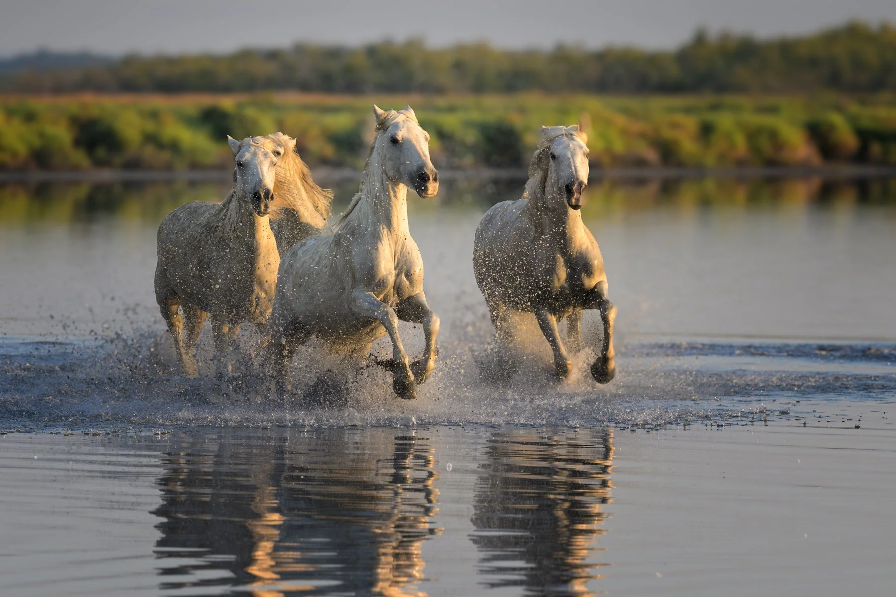 Horse Power, Camargue, France