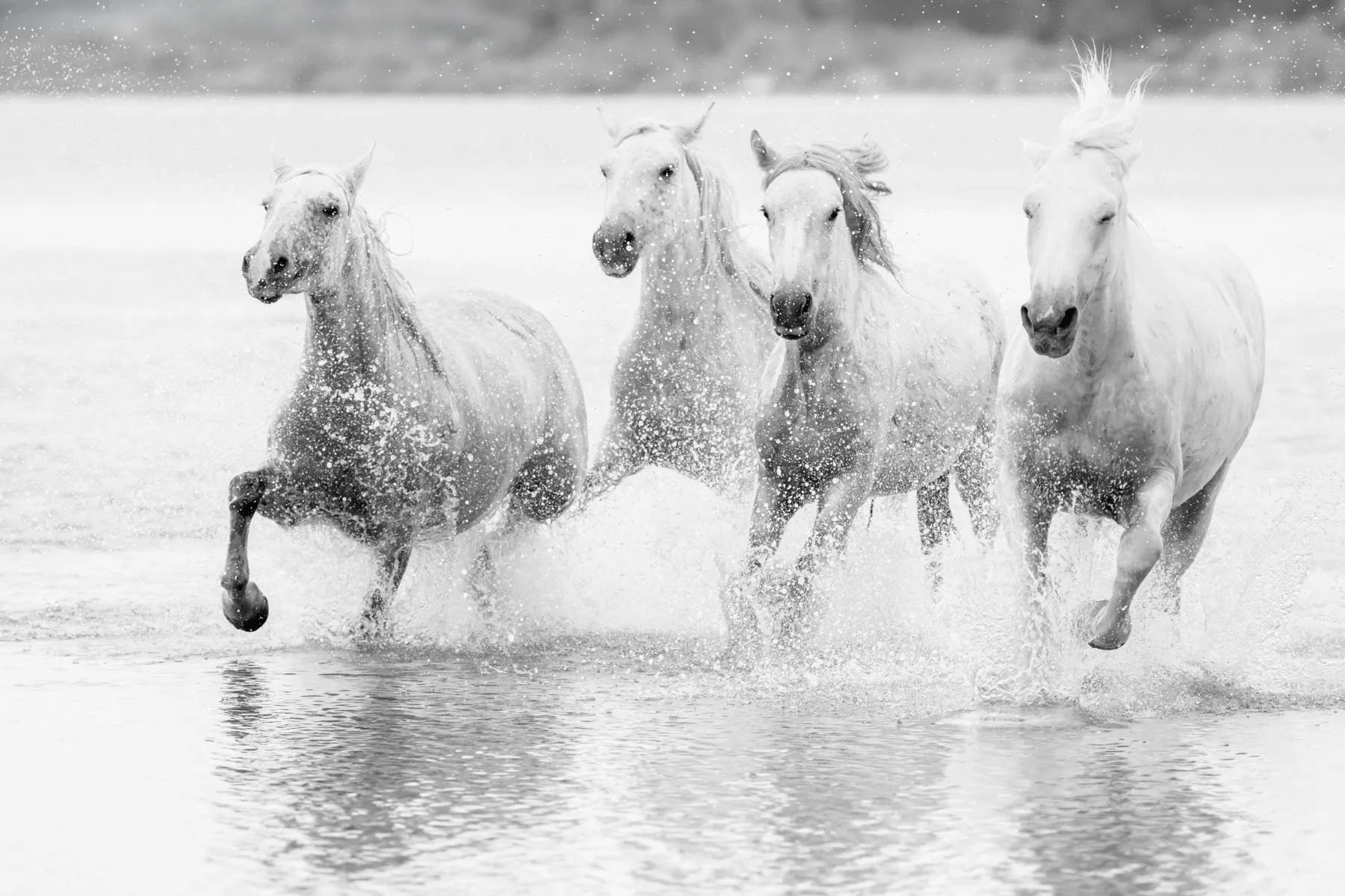 Majesty in Flight, Camargue, France