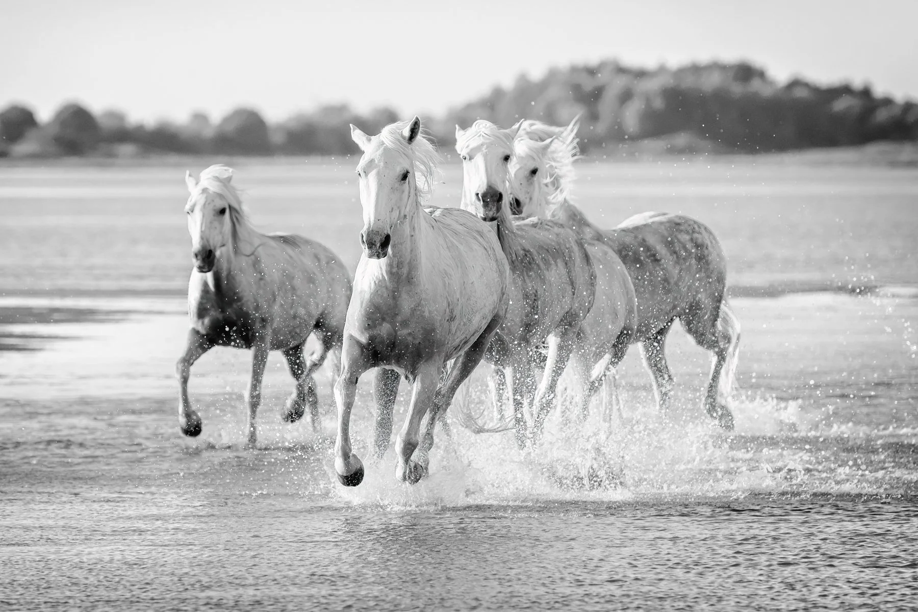 Horse Power, Camargue, France