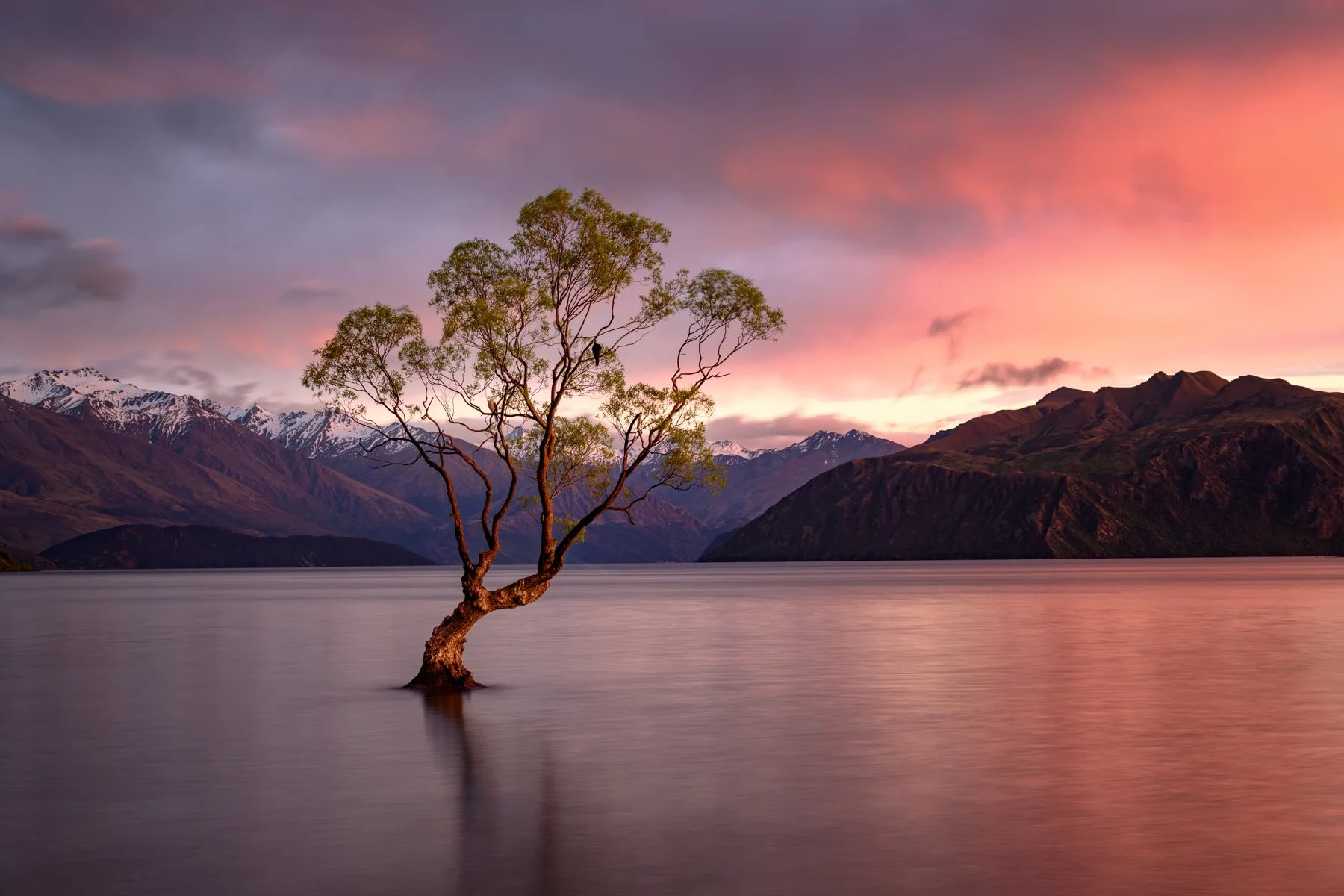 The Wanaka Tree, New Zealand
