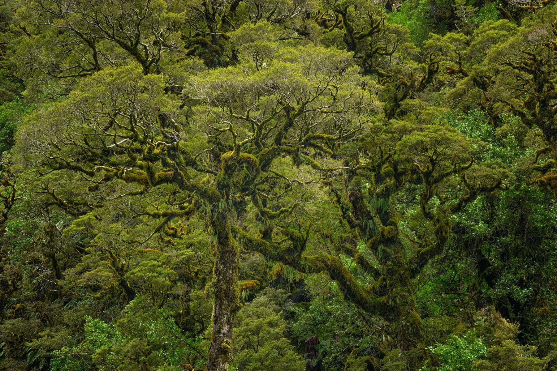 Forest chaos, Fiordland, New Zealand