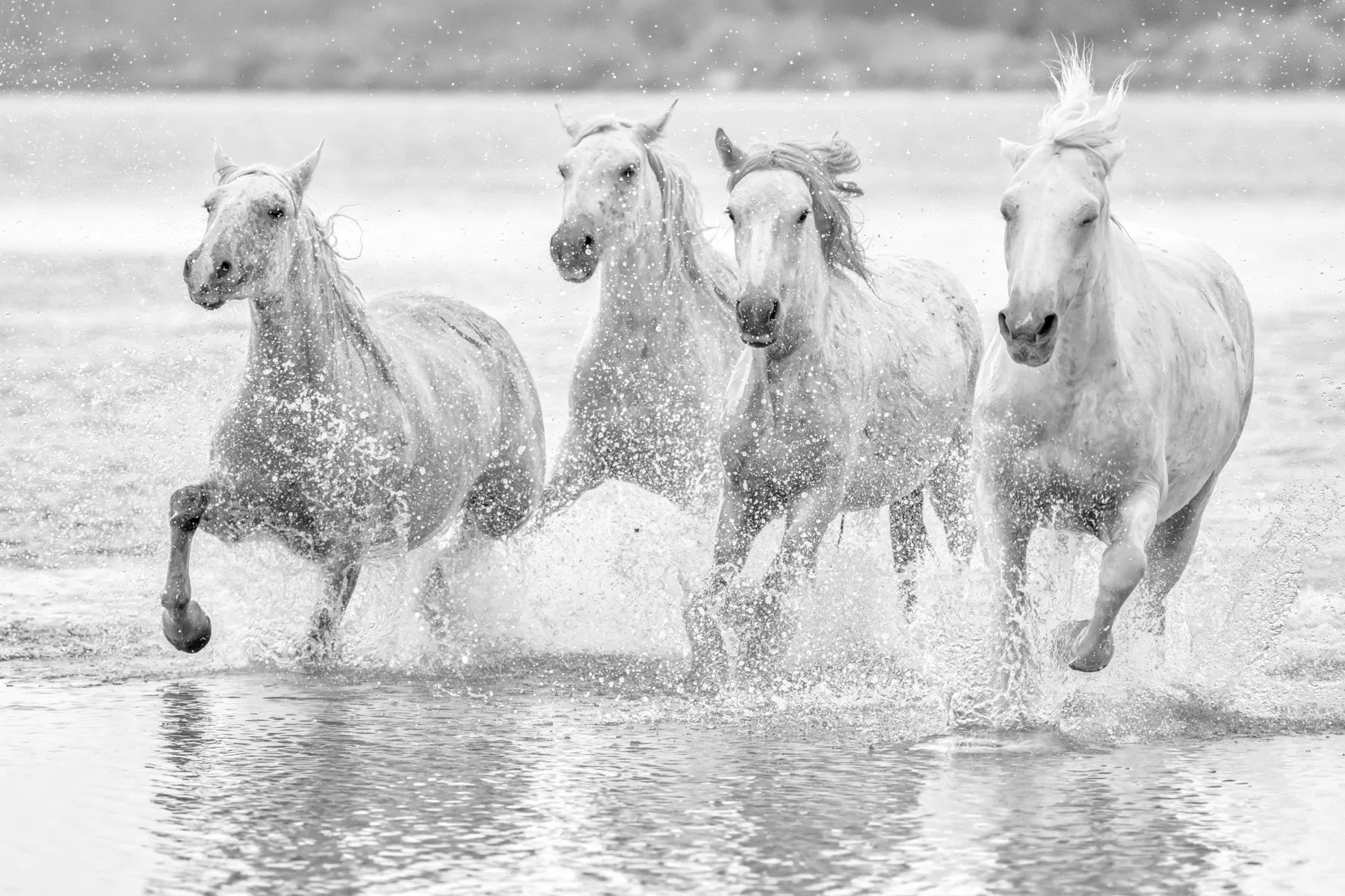 Camargue Horse Power, France