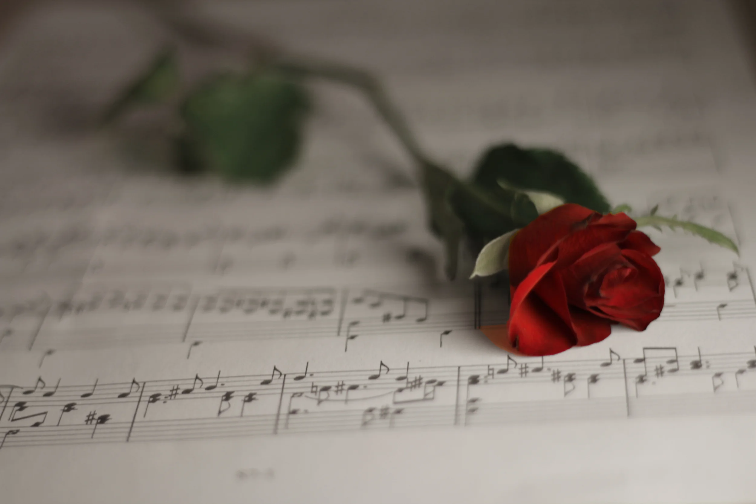 Music Rose.jpg