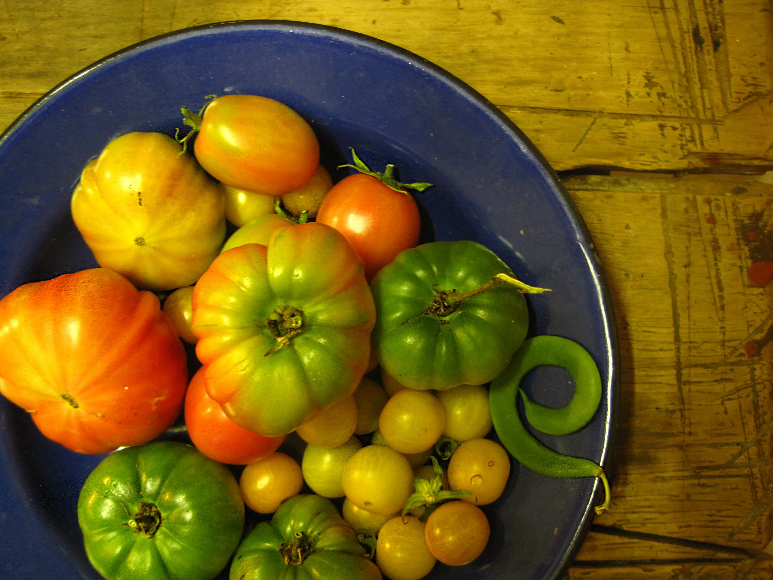 Tomatoes and a Bean.jpg