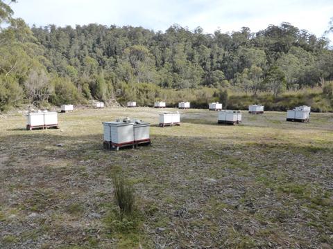 As we drove through the Franklin River World heritage Area, between Lake St Clair and Queenstown, we found at least ten loads of beehives, with roughly 100 hives in each apiary. Placed here and on the west coast for the leatherwood, the hives in April were being prepared for the winter