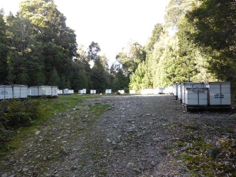 As we travelled north from Strahan to Cradle Mtn, along the west coast, we found more apiaries close to the highway. Many of these were in National Parks or State Forests