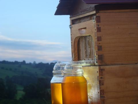 The Flow™ frame honey emptying into the jar – no extracting equipment needed