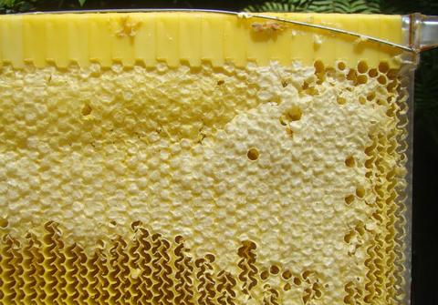 The cells are now ‘split’, and the honey has drained down inside the comband out of the hive. Even though the wax capping has only been partially disturbed, the honey can still flow freely to the bottom of the frame.