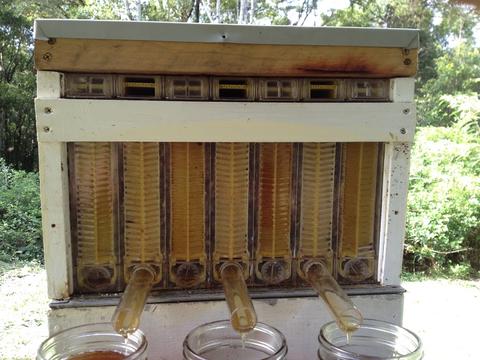 Alternate frames are open and draining – note that the gap at the top of the draining frames is wider, showing that they have been opened.