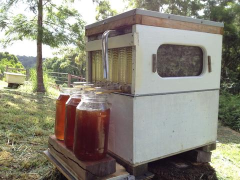 The Flow™ frame draining. The metal bar is in position to open the next frame. Turning the bar forces the cells to open, allowing the honey to drain to the bottom of the frame, into a channel, and then out to the collecting jar (see next photo)