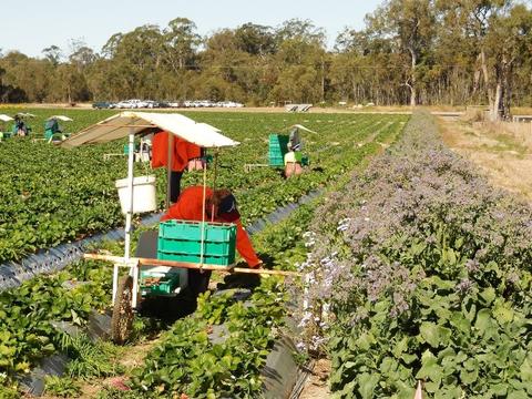Border of Borage planted alongside a commercial strawberry crop