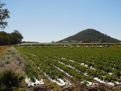 The Borage planting, shown in this photo on the left, extends the whole length of the strawberry planting