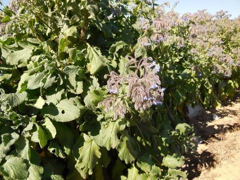 Close up view of the Borage shrubs, showing the prolific flowers utilised by the bees as a source of pollen