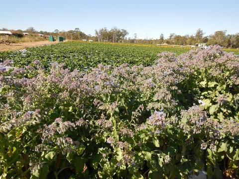 Hives closest to the Borage produced a greater crop of honey/hive