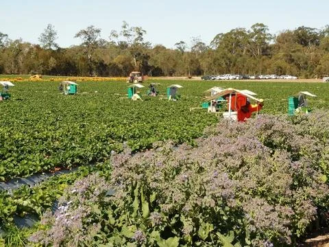 Although the bees are in the strawberry crop at the same time as the strawberry-picking farm workers, few of the farm workers receive bee stings