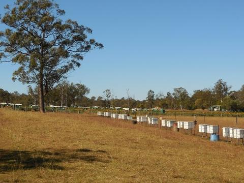 The placement of the bee hives in relation to the strawberry crop, with the border of Borage alongside the closest edge of the crop