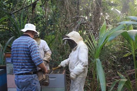 Working Jonathan's managed hives