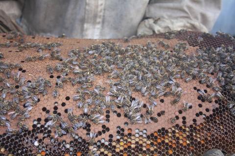 Feral Bees on brood with good stored pollen, even when Varroa is present
