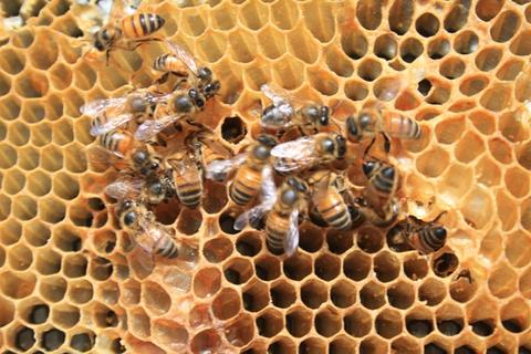 Yellow bees robbing honey