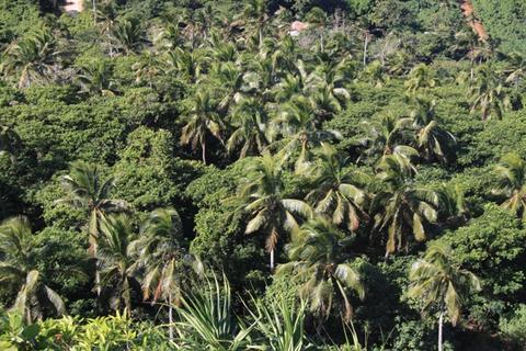 Mangroves and Coconuts