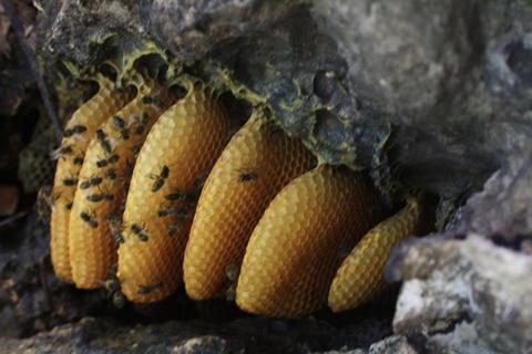Feral Colony in a Cave