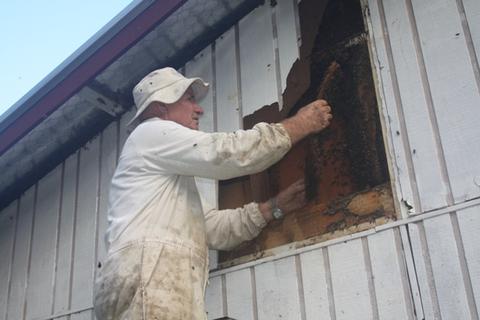 Bruce removing a feral colony from the school