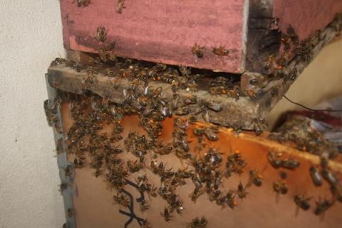 Feral colony left overnight bees collecting Farmers Friend Pollen (orange) Coconut (coconut (yellow)