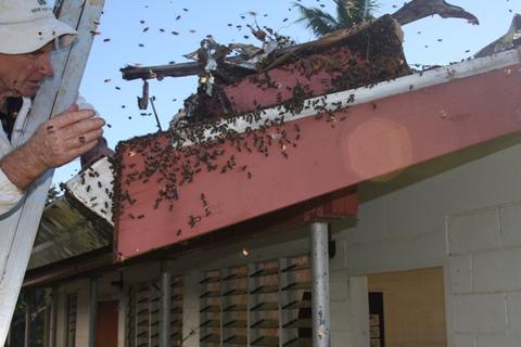 Bruce up a ladder removing a feral colony from a roof cavity