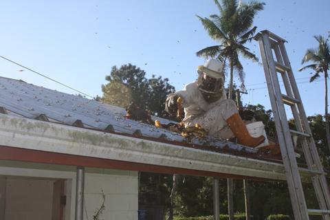 Jonathan on the roof removing a feral colony
