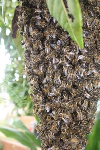 Close up of feral bees