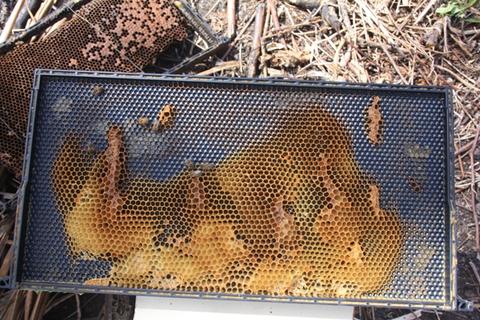 Plastic frame with drone and burr comb even though it was coated with beeswax.