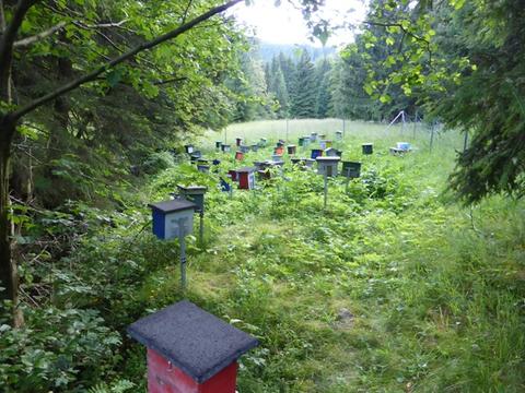 The forest today, with an abundance of mating nuclei