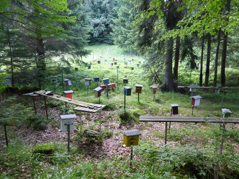 The abundant nuclei set out in the grounds of the Belegstelle