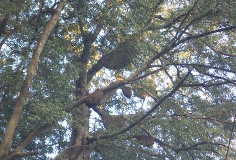 Apis dorsata colonies in trees