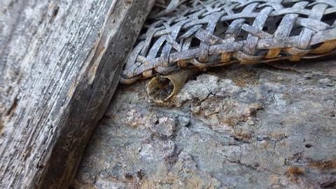 Native bees in Myanmar