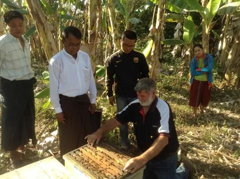 Trevor Monson inspecting Apis mellifera hives – Kalemyo, Myanmar