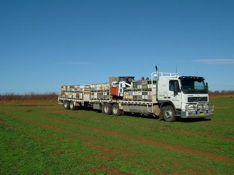 Monocultures such as almond orchards provide avenues for pollination, but are biodiversity ‘deserts’ after flowering
