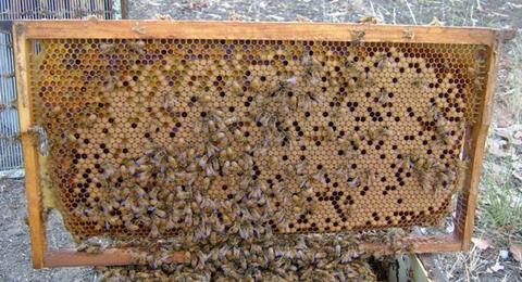 Bees need pollen from a variety of sources at any time. Resource security is vital to the sustainability of beekeeping